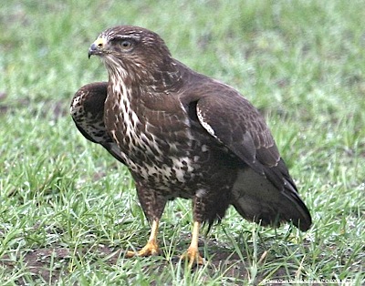 Poiana - Buteo Buteo